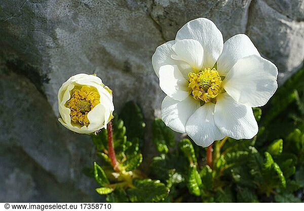 Flower of the White dryad (Dryas octopetala)  Allgäu Alps  Allgäu  Bavaria  Germany  Europe