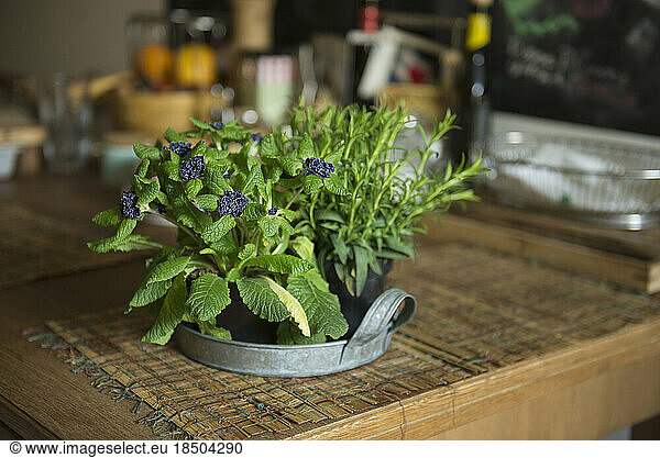Flower pot on wooden table at home  Munich  Bavaria  Germany