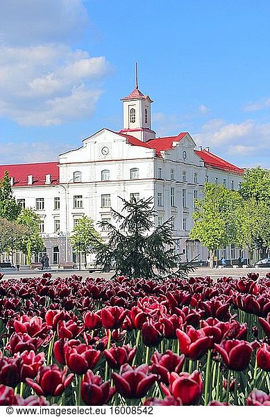 Flowerbed decoration. Many tulips grow in city. Beautiful spring tulips on flower bed in city in bright day. Beautiful architecture of town of Chernihiv and purple tulips. Tulips bloom in city.