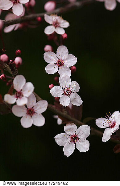 Flowering cherry tree in spring