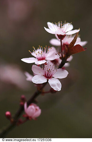 Flowering cherry tree in spring