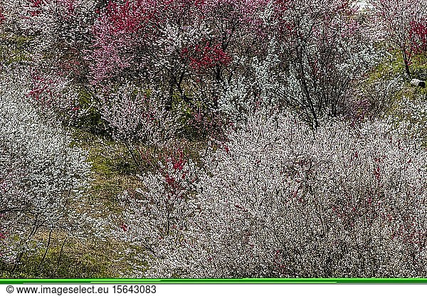 Flowering cherry trees in spring  Japanese cherry blossom  Kiso Valley  Nagano  Japan  Asia