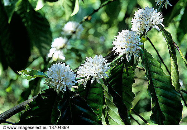 Flowering coffee tree (Coffea arabica) near Labuan Bajo  Flores  West Manggarai  East Nusa Tenggara  Indonesia.