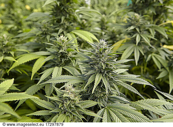 flowering cola of cannabis strain Sour Diesel in cannabis garden