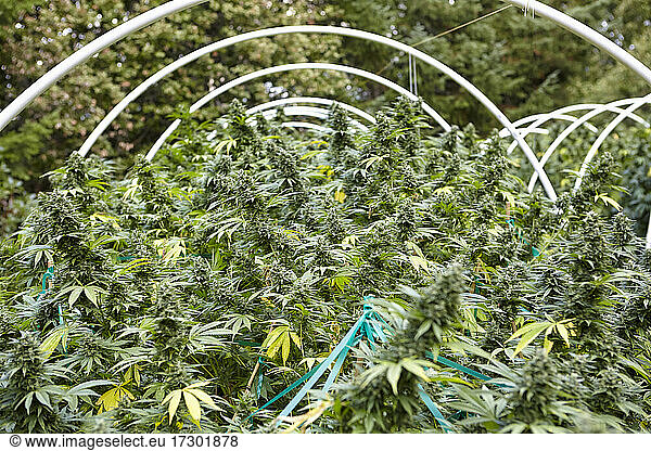 flowering colas of cannabis strain Sour Diesel in cannabis garden