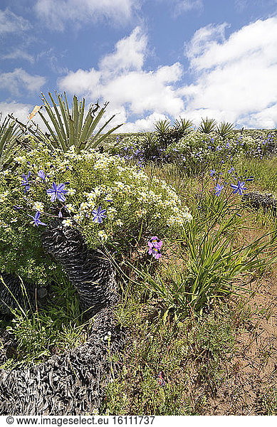 Flowering Desert around Mantos de Hornillos IV Region of Coquimbo Chile