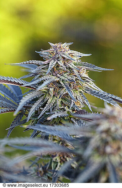 flowering Dog Pound cannabis plant