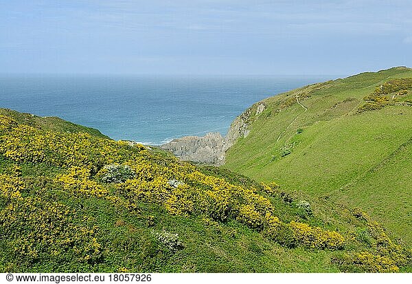 Flowering gorse on the hillside on the North Devon coast near Bull Point. Mortehoe  Devon  England  United Kingdom  Europe