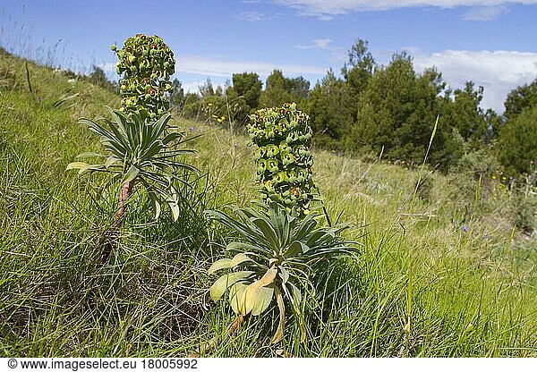 Flowering Great mediterranean spurge (Euphorbia characias)  growing on an open stony site  Ile St. Martin  Aude  Languedoc-Roussillon  France  Europe