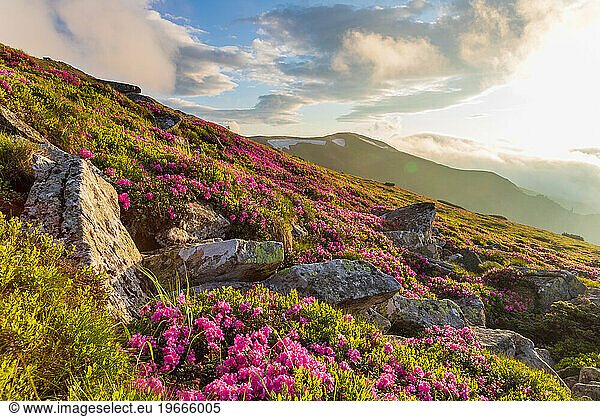 Flowering of the Carpathian rhododendron in the Carpathians