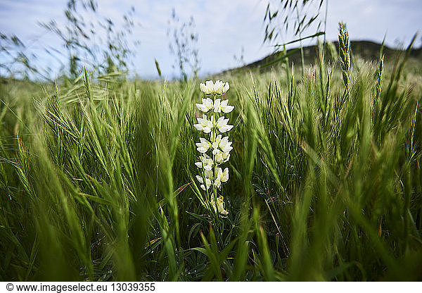 Flowering plant amidst grassy field at Gaviota State Park