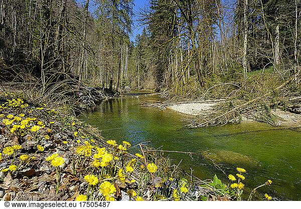 Flowering plants by Obere Argen river at Swabia  Bavaria  Germany