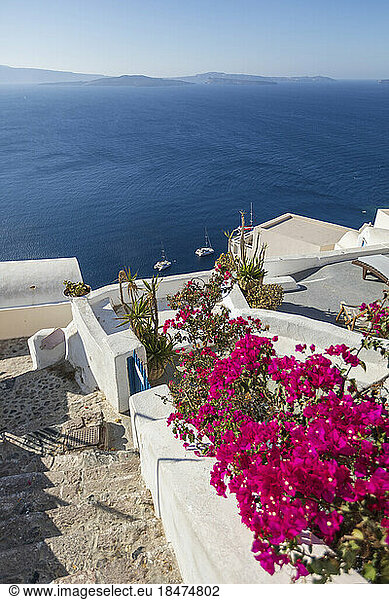 Flowering plants by steps in front of sea on sunny day