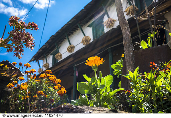Flowering plants growing against residential building in village