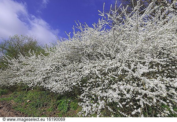 Flowering sloe hedge in spring  wall hedge  field edge  insect pasture  Vechta  Lower Saxony  Germany  Europe