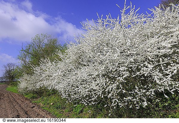 Flowering sloe hedge in spring  wall hedge  field edge  insect pasture  Vechta  Lower Saxony  Germany  Europe