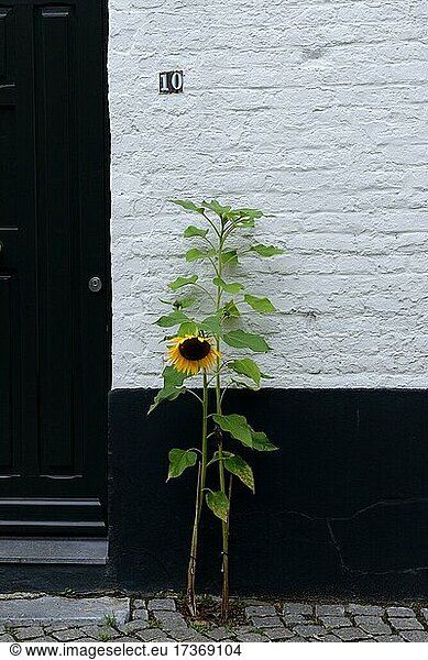 Flowering sunflower in front of a house wall  Maastricht  Limburg  Netherlands