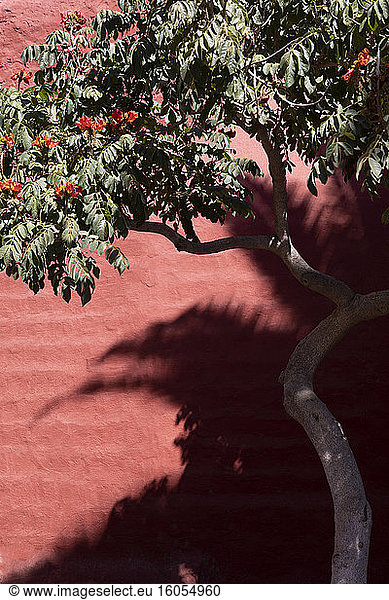 Flowering tree against wall during sunny day
