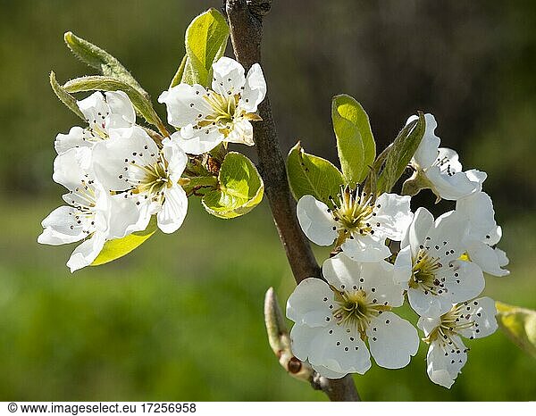 Flowering Williams Christ pear  pear blossoms (Pyrus communis)  North Rhine-Westphalia  Germany  Europe