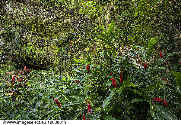 Flowers adorn the Fern Grotto  Kauai