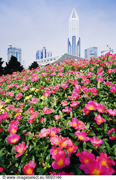 Flowers and Architecture around People's Square