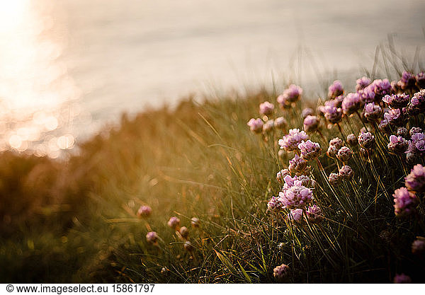 Flowers at Sunset Cornish Coastline