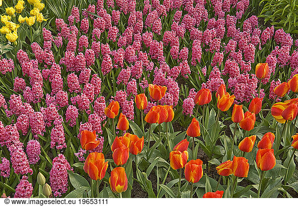 Flowers growing at Keukenhof Gardens  Netherlands.
