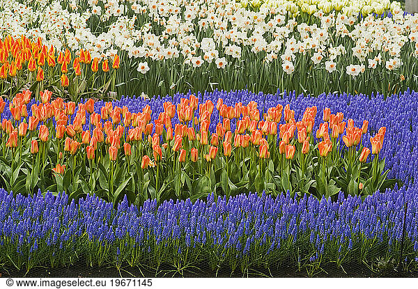 Flowers growing at Keukenhof Gardens  Netherlands.