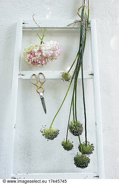 Flowers hanging on ladder leaning on white wall