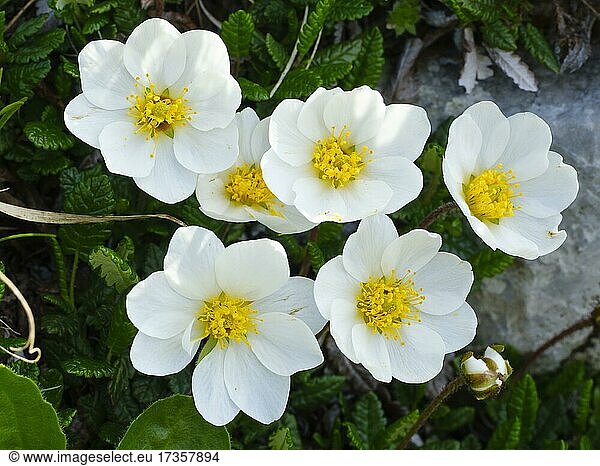 Flowers of the White dryad (Dryas octopetala)  Allgäu Alps  Allgäu  Bavaria  Germany  Europe