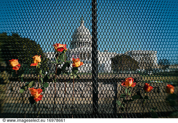 Flowers on fence protecting US Capitol after Jan 6 Riot