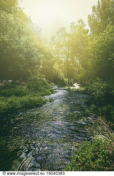 flowing river between trees