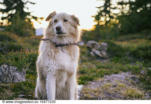 Fluffy Dog Giving A Side Eye Look At Sunset