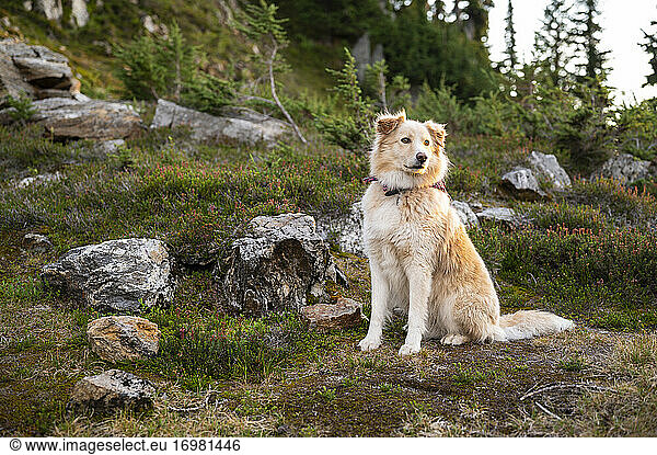 Fluffy Dog On Alert In The Backcountry mit Rocks und Heather