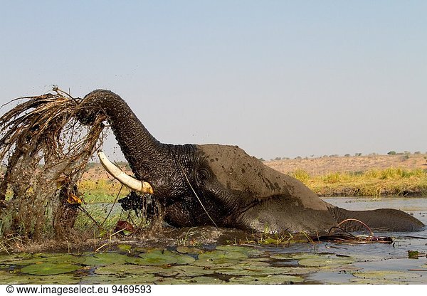 Fluss Elefant essen essend isst Botswana Chobe Nationalpark