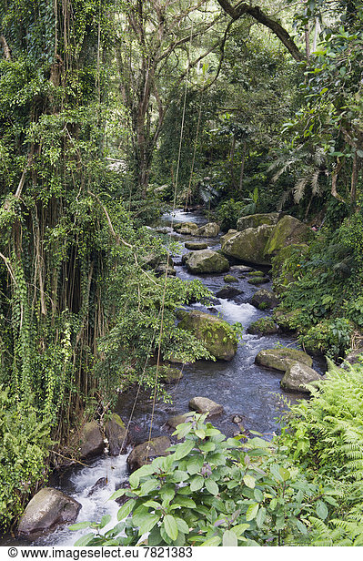 Fluss Pakrisan durch den Dschungel von Gunung Kawi