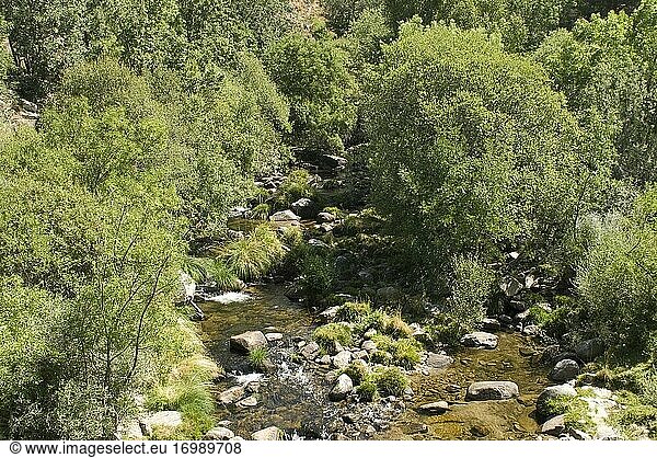 Fluss Tormes und Uferwald mit Alnus glutinosa und Weiden Salix sp.  Navacepeda de Tormes  Gredos-Gebirge  Provinz Avila  Castilla y Leon  Spanien