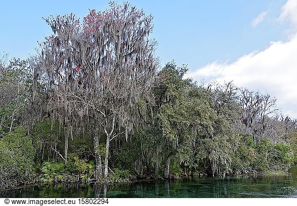 Flusslandschaft  Bäume mit Spanischem Moos oder (Tillandsia usneoides)  Rainbow River  Rainbow Springs State Park  Dunnelon  Florida  USA  Nordamerika