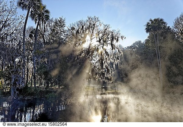 Flusslandschaft  Sonnenaufgang  Sonne bricht durch Baum mit Spanischem Moos oder (Tillandsia usneoides)  Morgennebel  symbolisches Bild für geheimnisvoll  mystisch  Rainbow River  Rainbow Springs State Park  Dunnelon  Florida  USA  Nordamerika