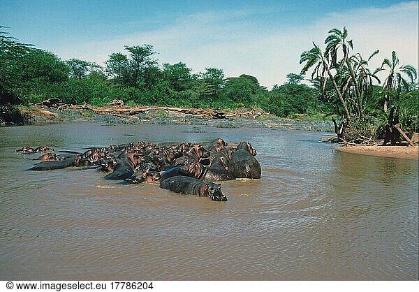 Flusspferd  Flusspferde (Hippopotamus amphibius)  Nilpferd  Nilpferde  Huftiere  Paarhufer  Säugetiere  Tiere  Hippopotamus Group