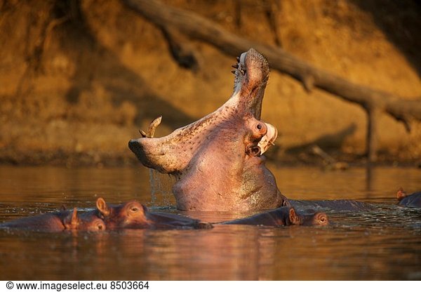 Flusspferd gähnt im Wasserloch  Simbabwe  Afrika