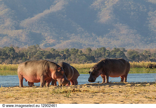 Flusspferd (Hippopotamus amphibius)  Mana-Pools  Simbabwe