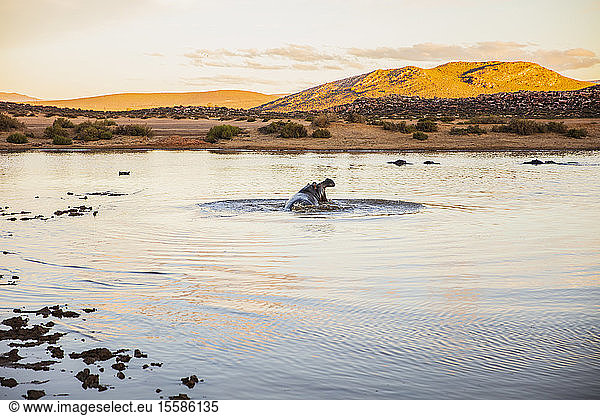 Flusspferd mit weit geöffneter Mündung im Fluss  Touws River  Westkap  Südafrika