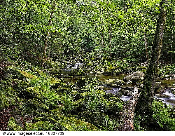 Flusstal der Wolfsteiner Ohe (Buchberger Leite) im Bayerischen Wald. Europa Deutschland Bayern.