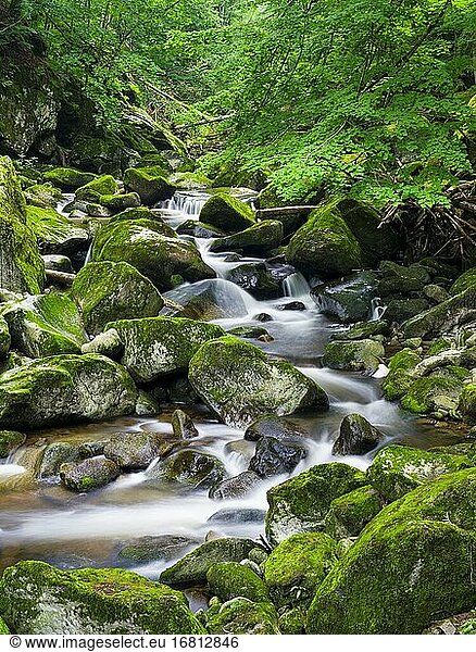 Flusstal der Wolfsteiner Ohe (Buchberger Leite) im Bayerischen Wald. Europa  Deutschland  Bayern.