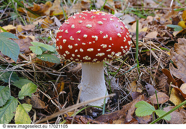 Fly agaric (Amanita muscaria) growing in autumn