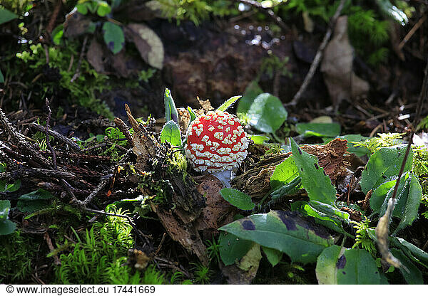 Fly agaric (Amanita muscaria) growing on forest floor