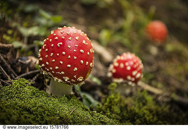 Fly agaric  close-up
