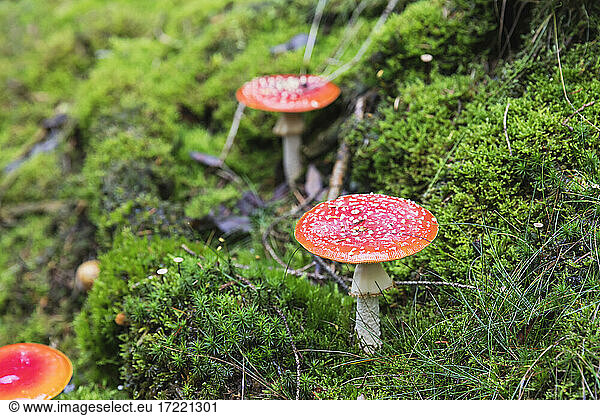 Fly agaric mushroom amidst green grass in forest