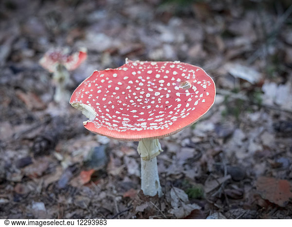 Fly agaric mushroom in Black Forest  Bad Wildbad  Baden-Württemberg  Germany